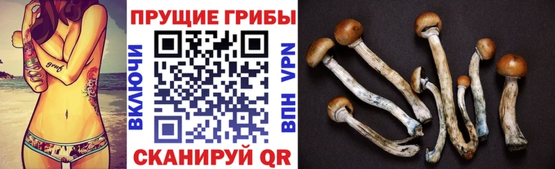 Псилоцибиновые грибы мицелий  кракен tor  Ардатов 